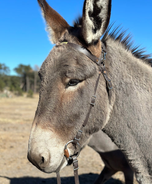 Headstall - Mammoth Donkey, Mule – Mountain Ridge Gear
