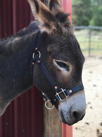 Halter - Mini Adjustable Nose