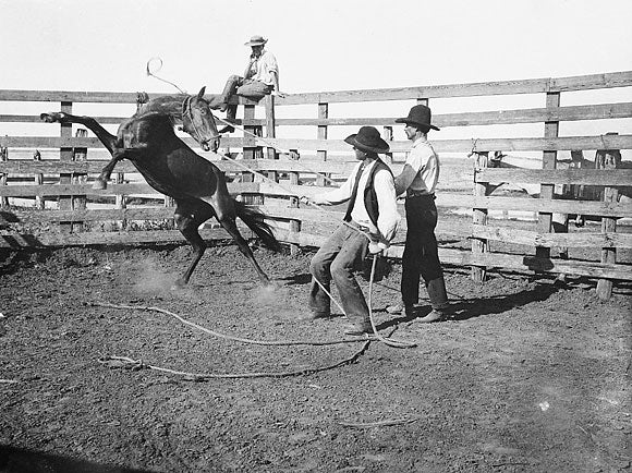 A Tool for Halter Training