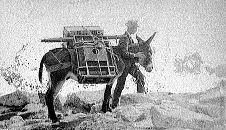 The Lowly Donkey