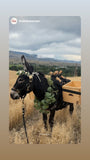Mini Beverage Burro Package: Nylon/Biothane Pack Saddle