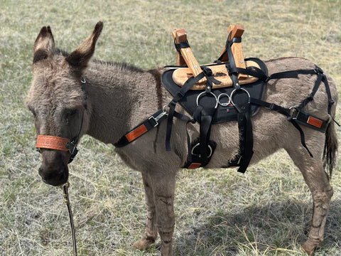 Standard Beverage Burro Package – Standard and Small Standard Donkeys