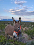Halter - Donkey Adjustable Nose