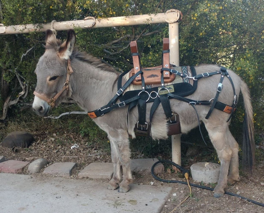 Mini Donkey Saddle Mountain Ridge Gear