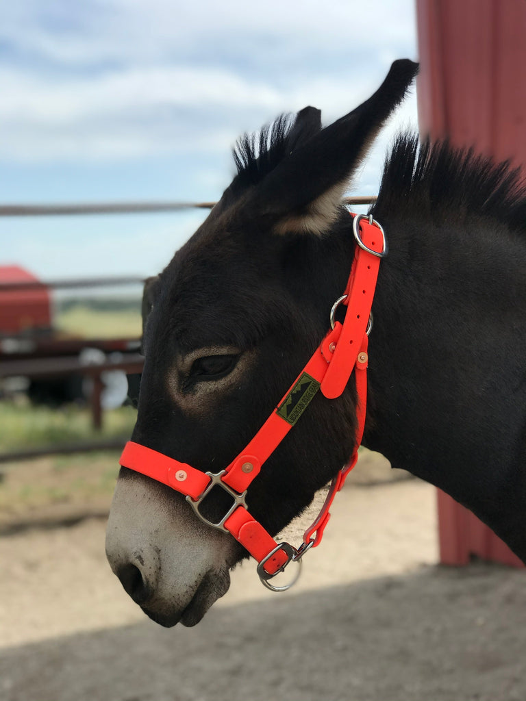 Adjustable Halter Miniature Horse